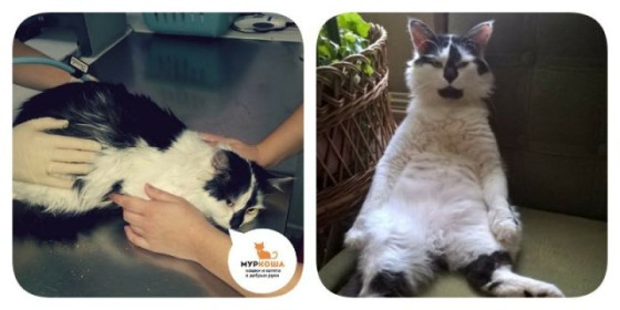 История Черчилля, которого спасали всем миром