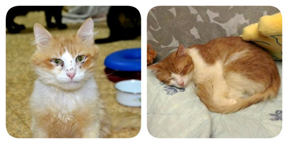 Котик Ерошка с раскоординацией движений нашел свое счастье!