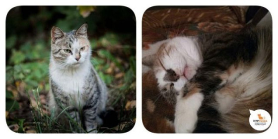 История кошечки Латифы, которую спасали сразу несколько человек
