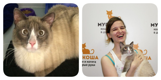 История Лазаря, брошенного породистого котика...