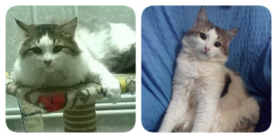 Котик Марик, ушедший от собственной смерти