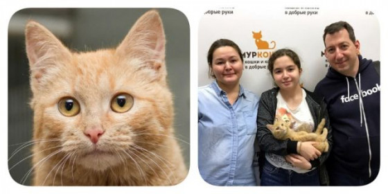 История успеха котенка Оладушки
