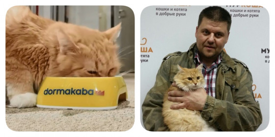 Кошка Соната нашла своего хозяина на съемках рекламы!