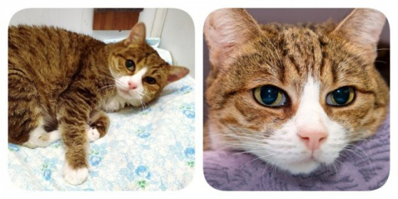 Счастливая история кошки, которая не могла ходить