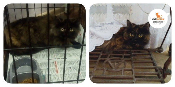 Варежка - кошка, которую предали из-за беременности...