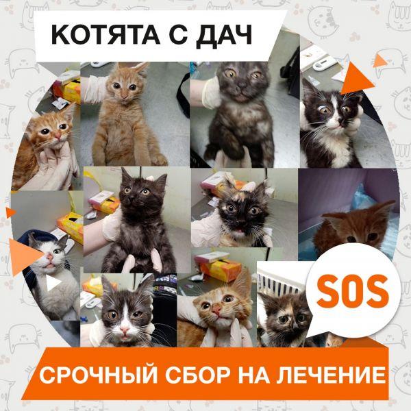 12 котиков