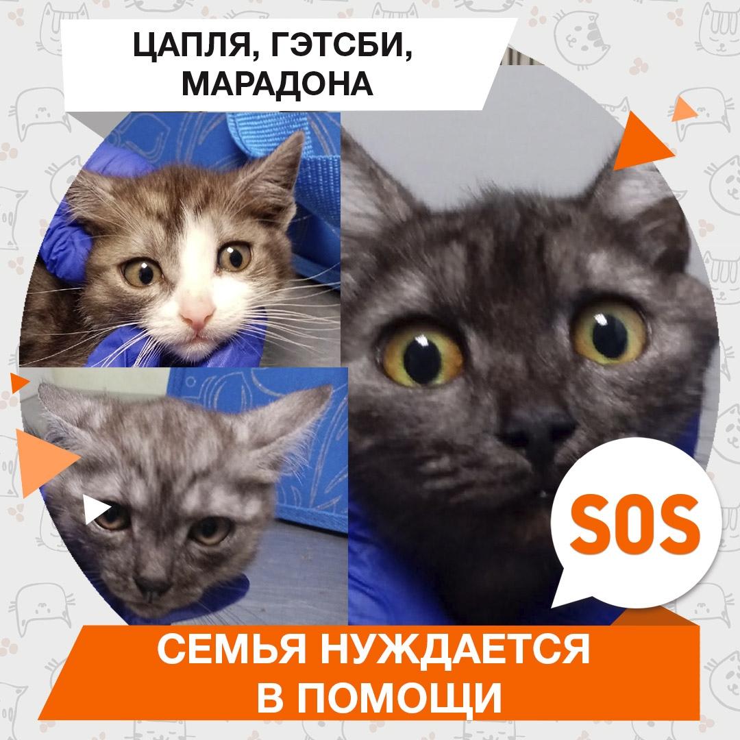 Цапля, Гэтсби, Марадона
