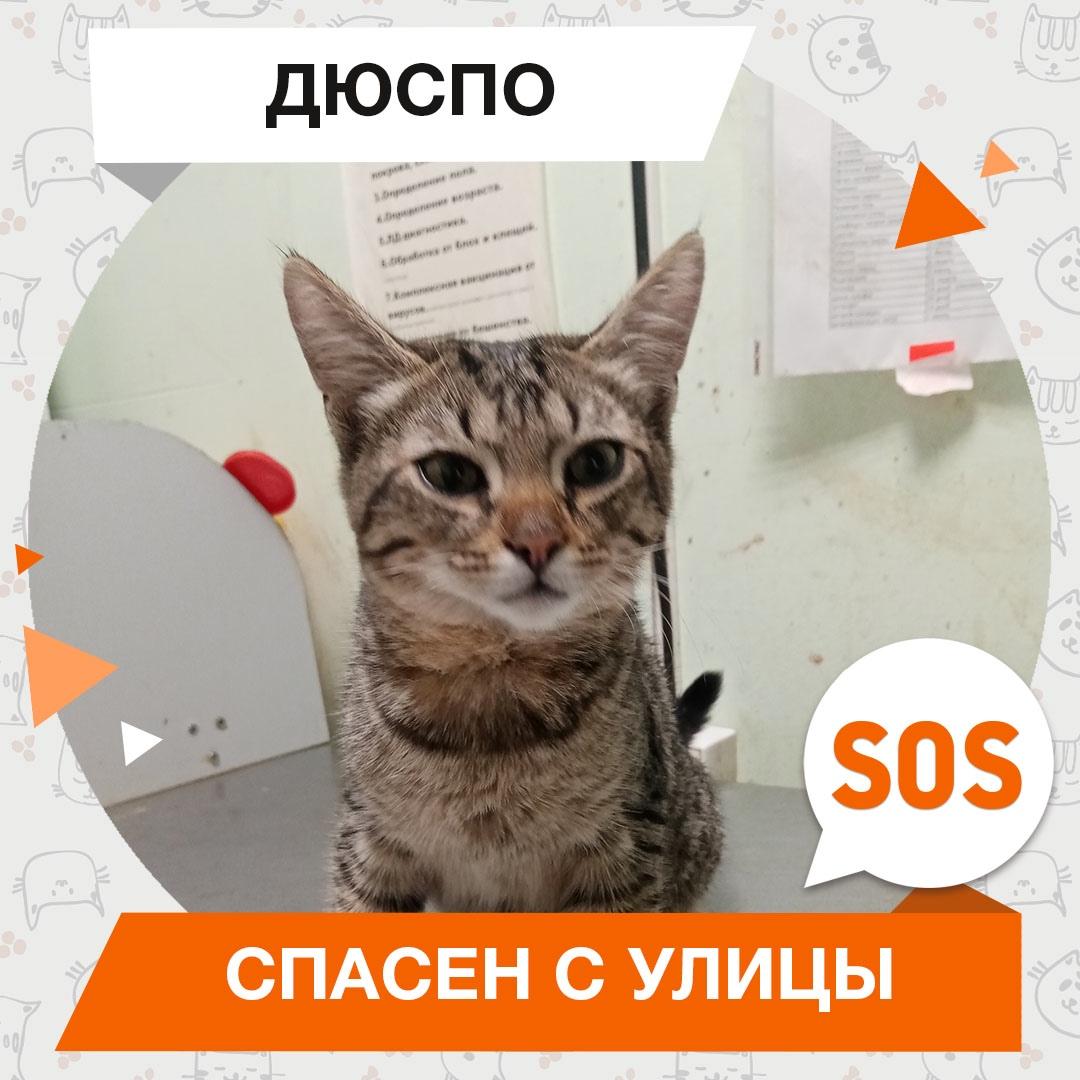 Дюспо