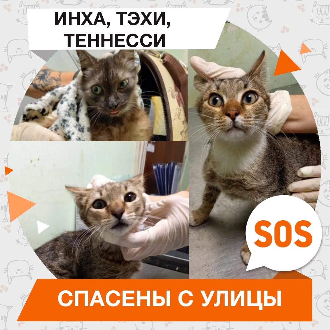 Инха Тэхи, Теннесси