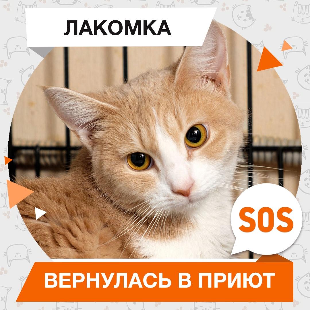 Лакомка