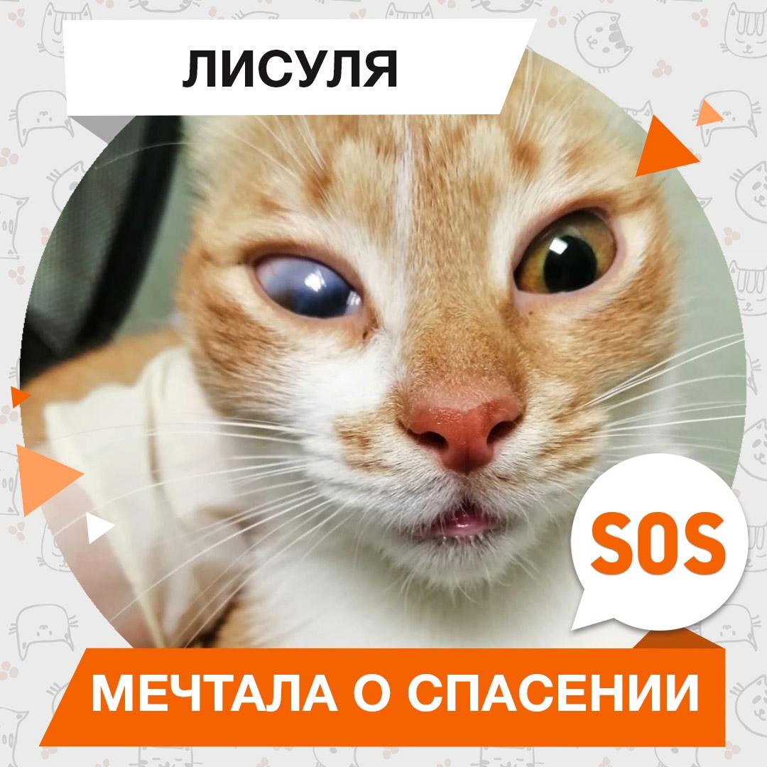 Лисуля