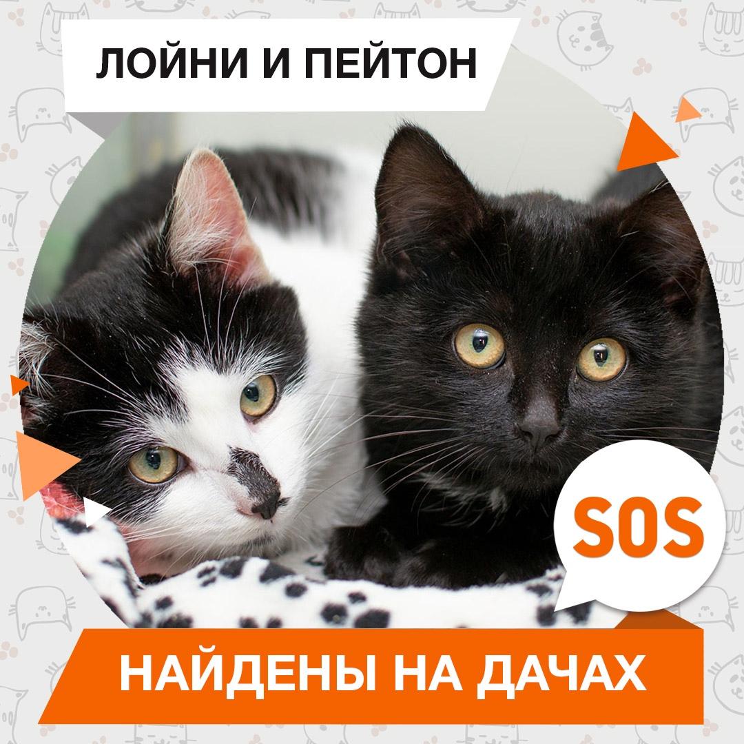 Лойни и Пейтон