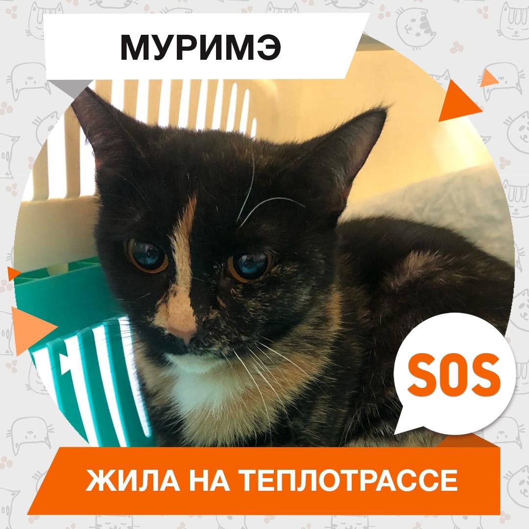 Муримэ