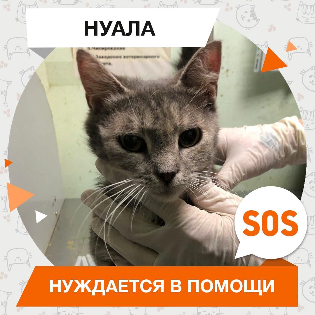 Нуала