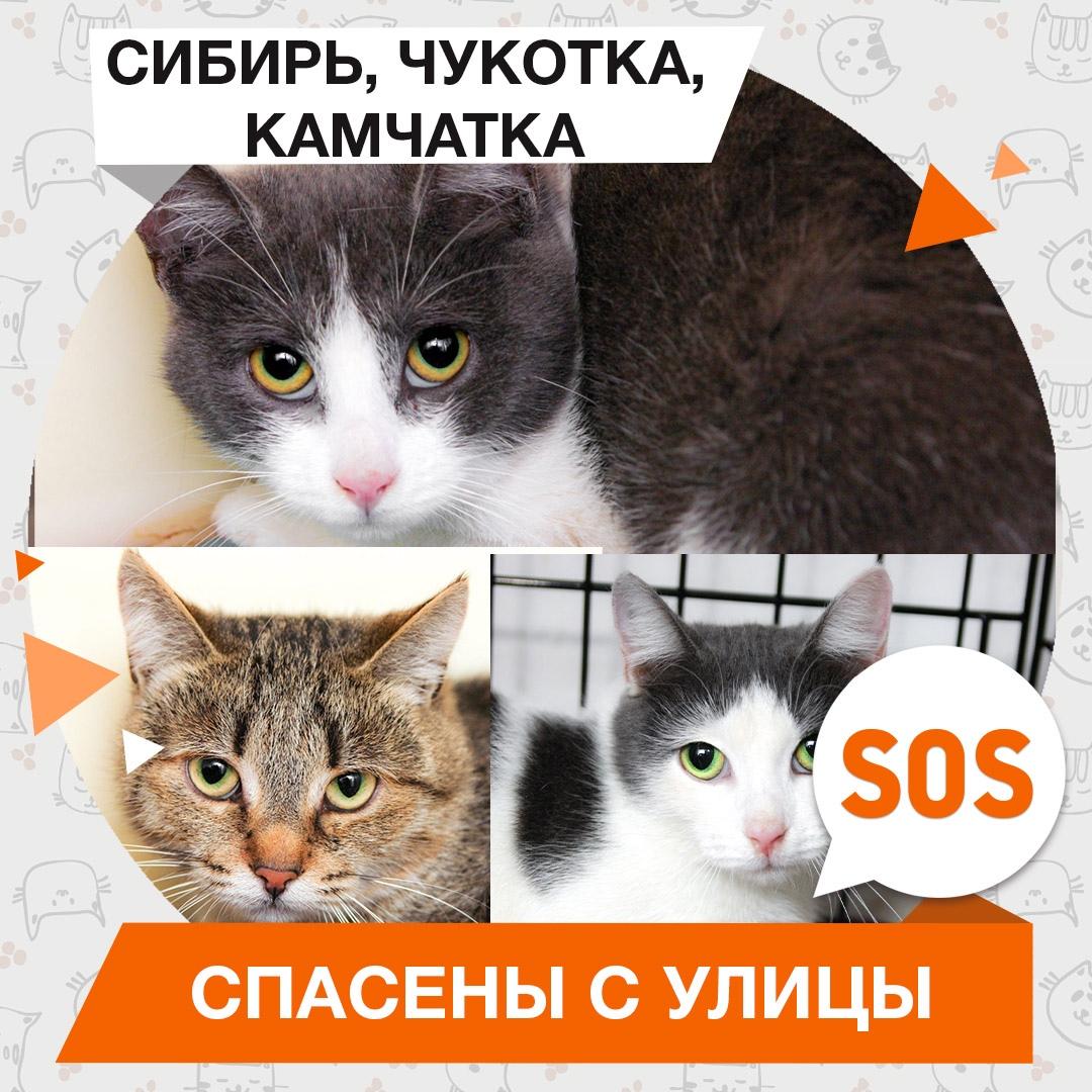 Сибирь, Чукотка, Камчатка