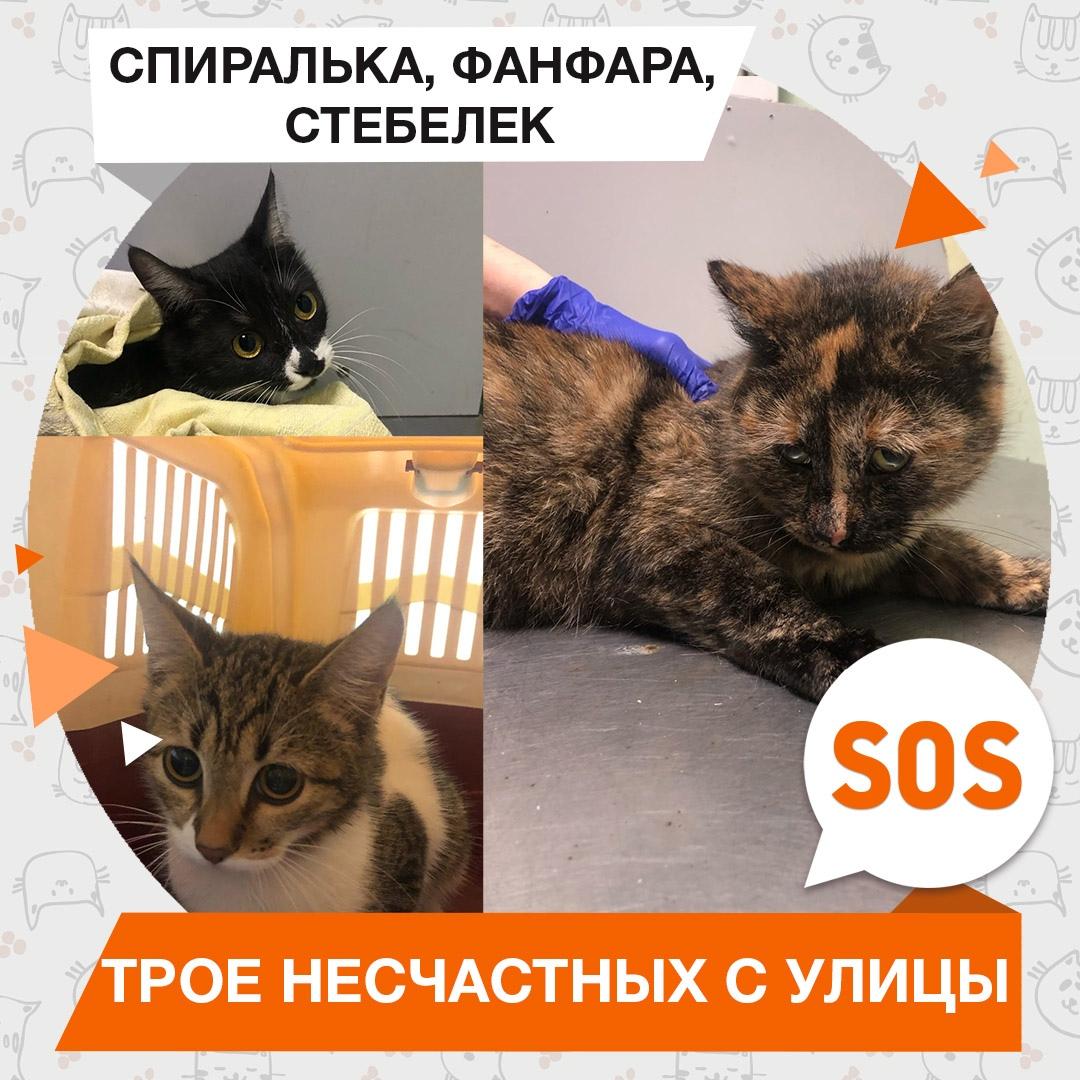 Спиралька, Фанфара, Стебелек