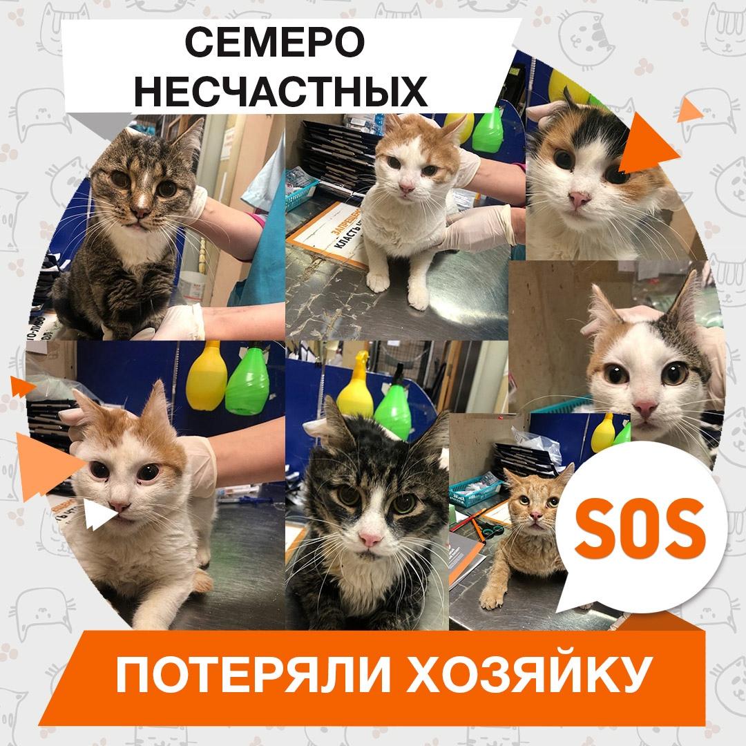 Семеро несчастных