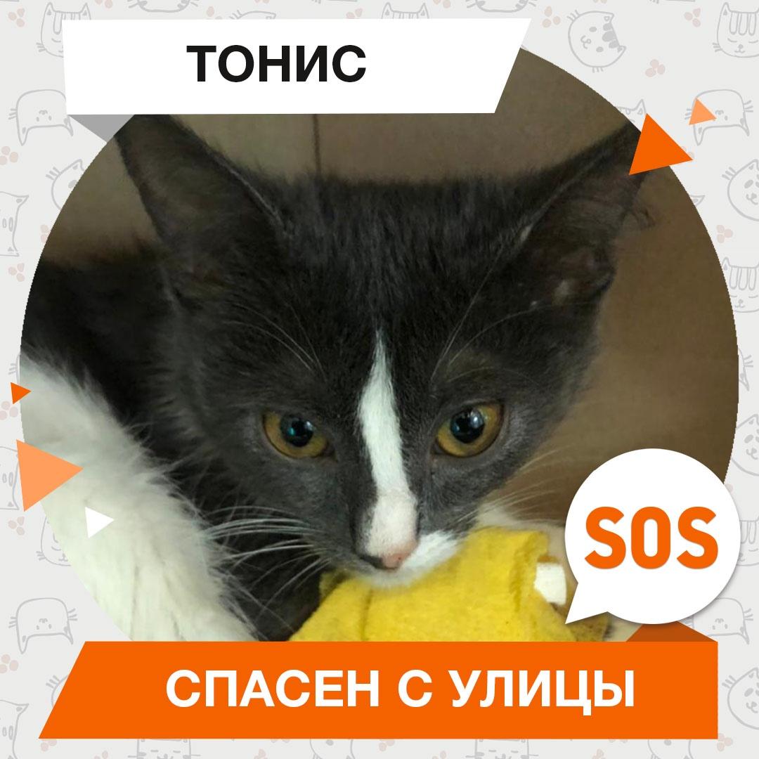 Тонис