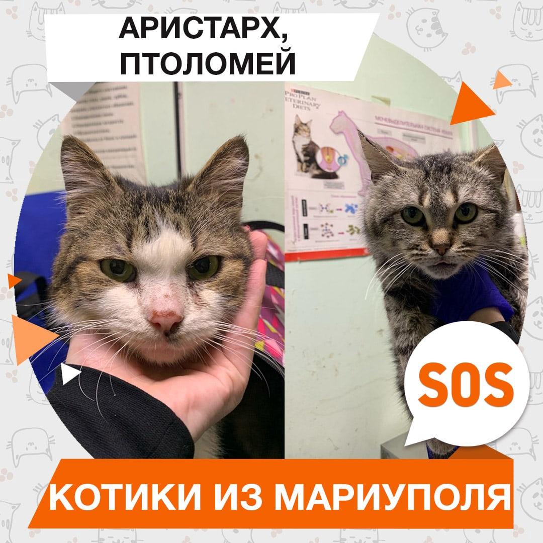 Аристарх, Птоломей