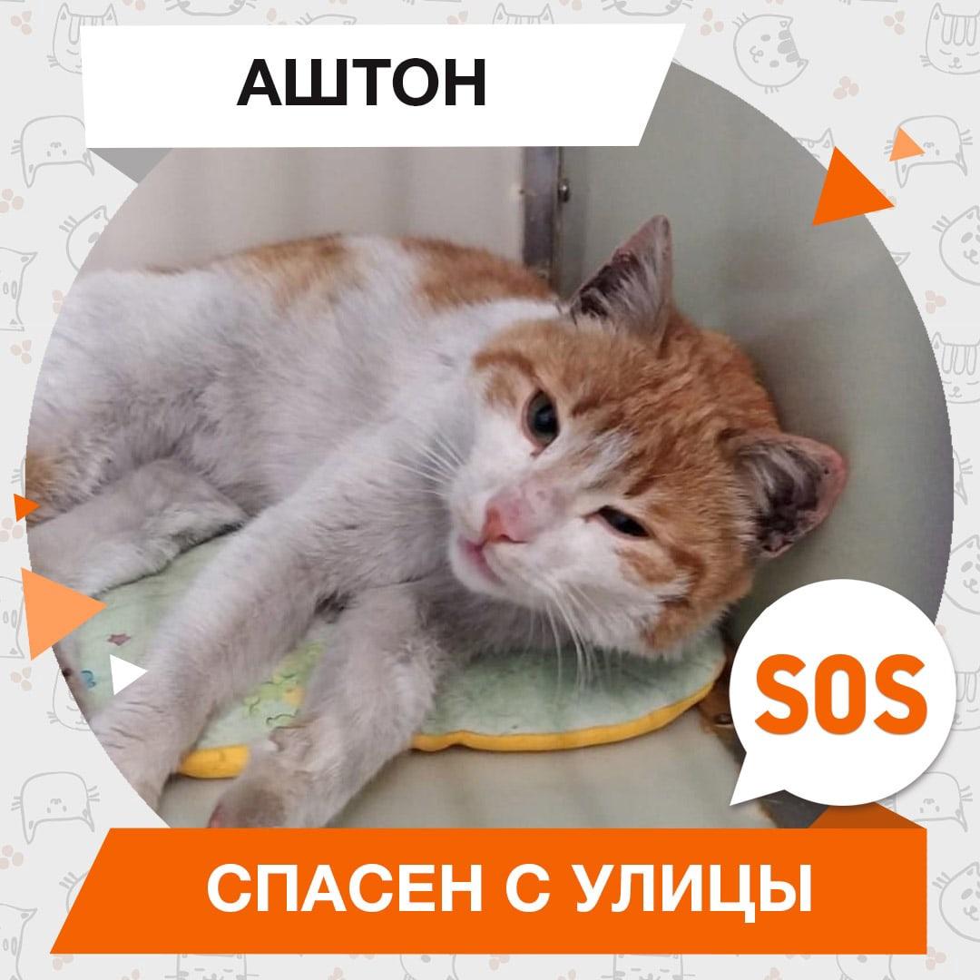 Аштон