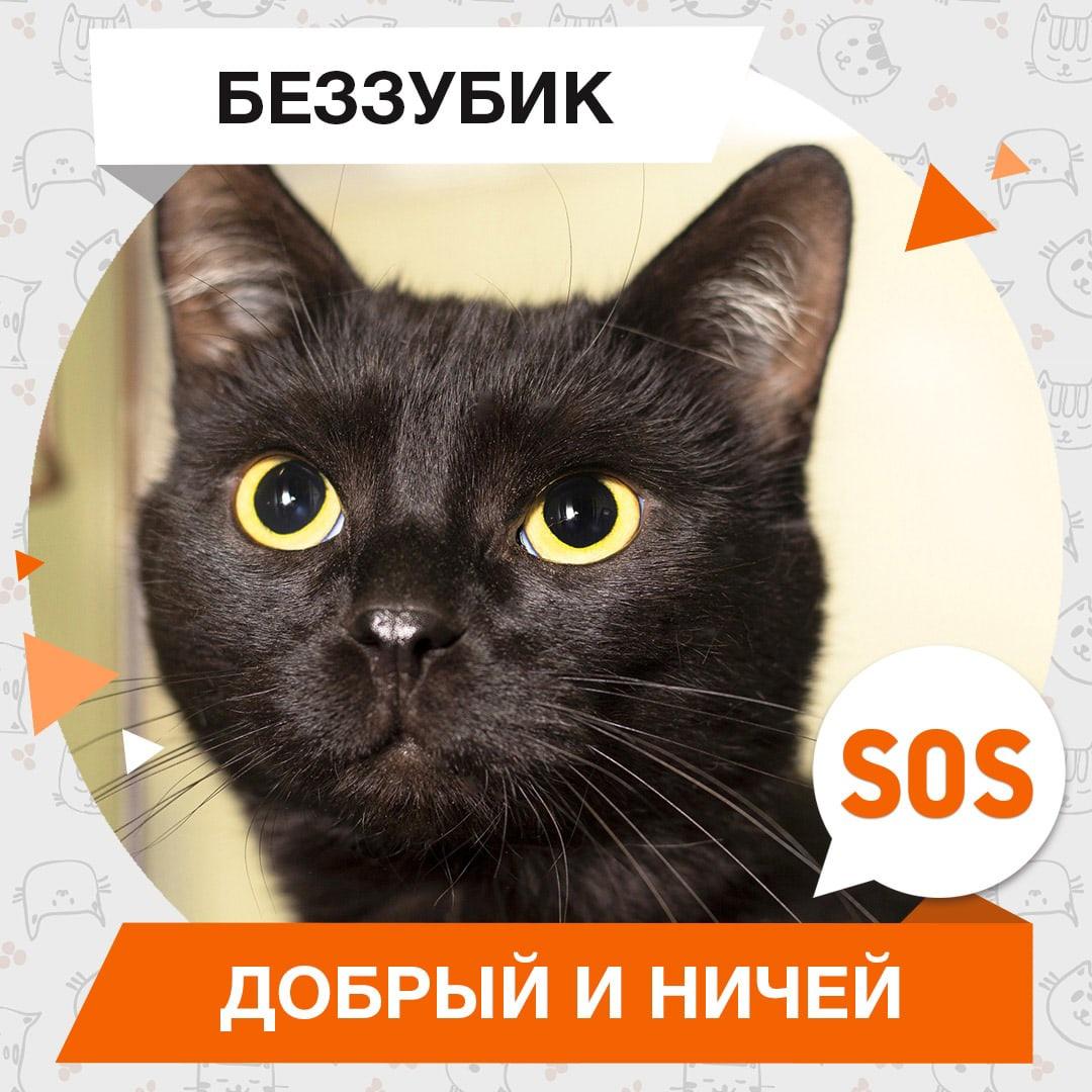 Беззубик
