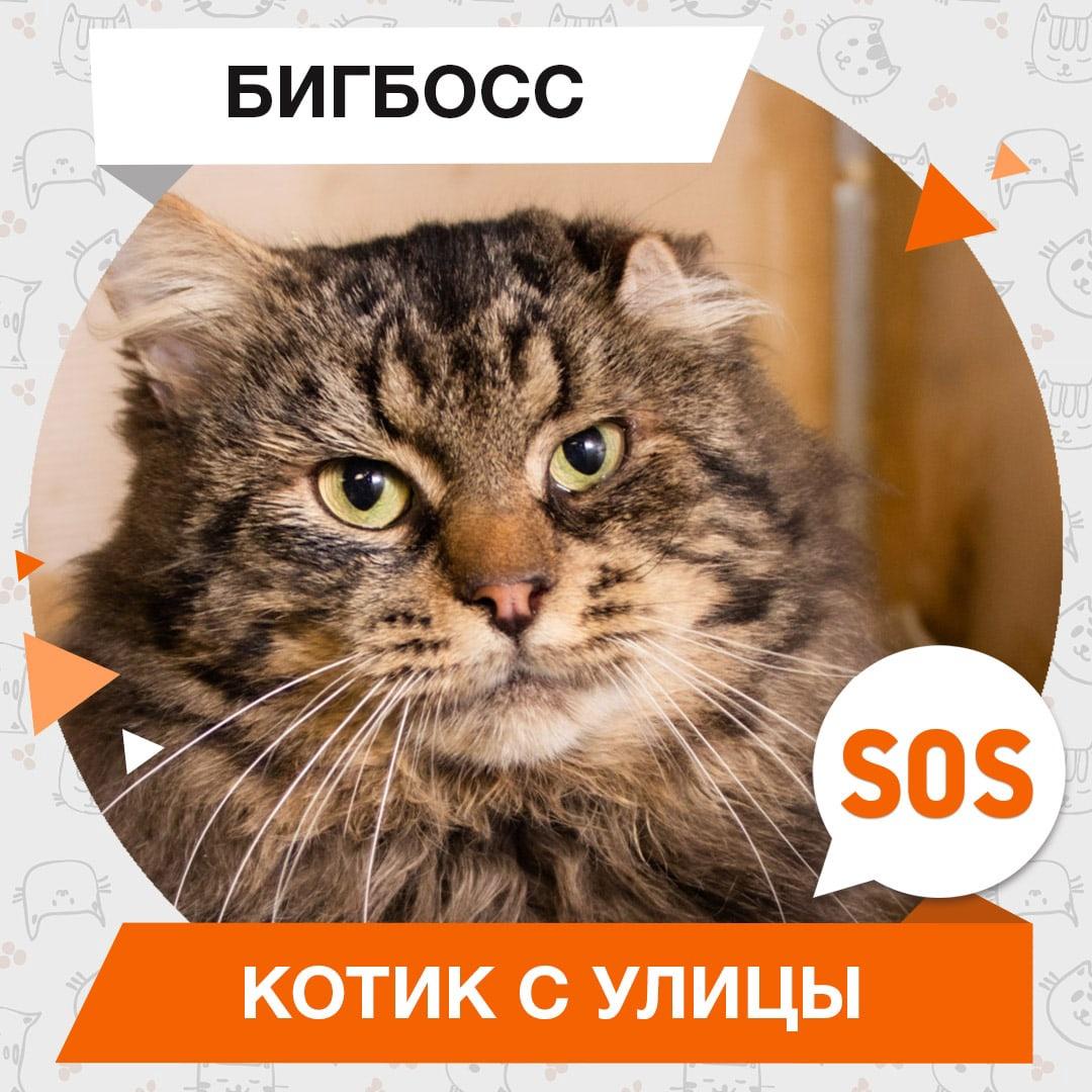 Бигбосс