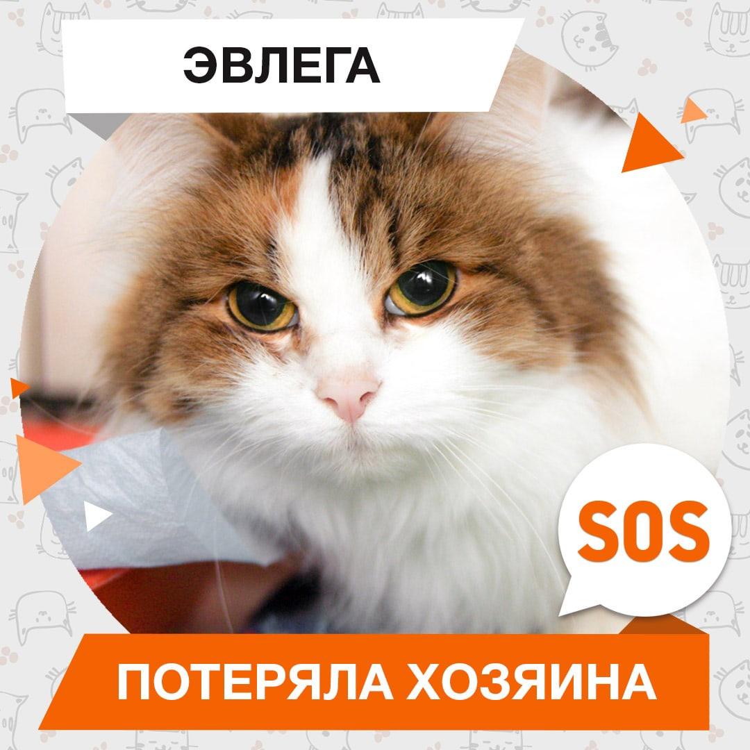 Эвлега