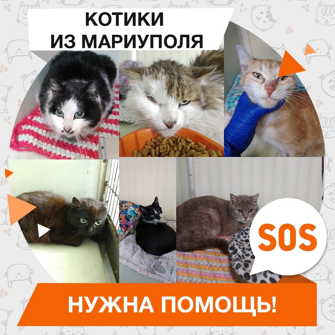 Тэра, Юлани, Бирмингем, Аркада, Мэлоди и Юнландия
