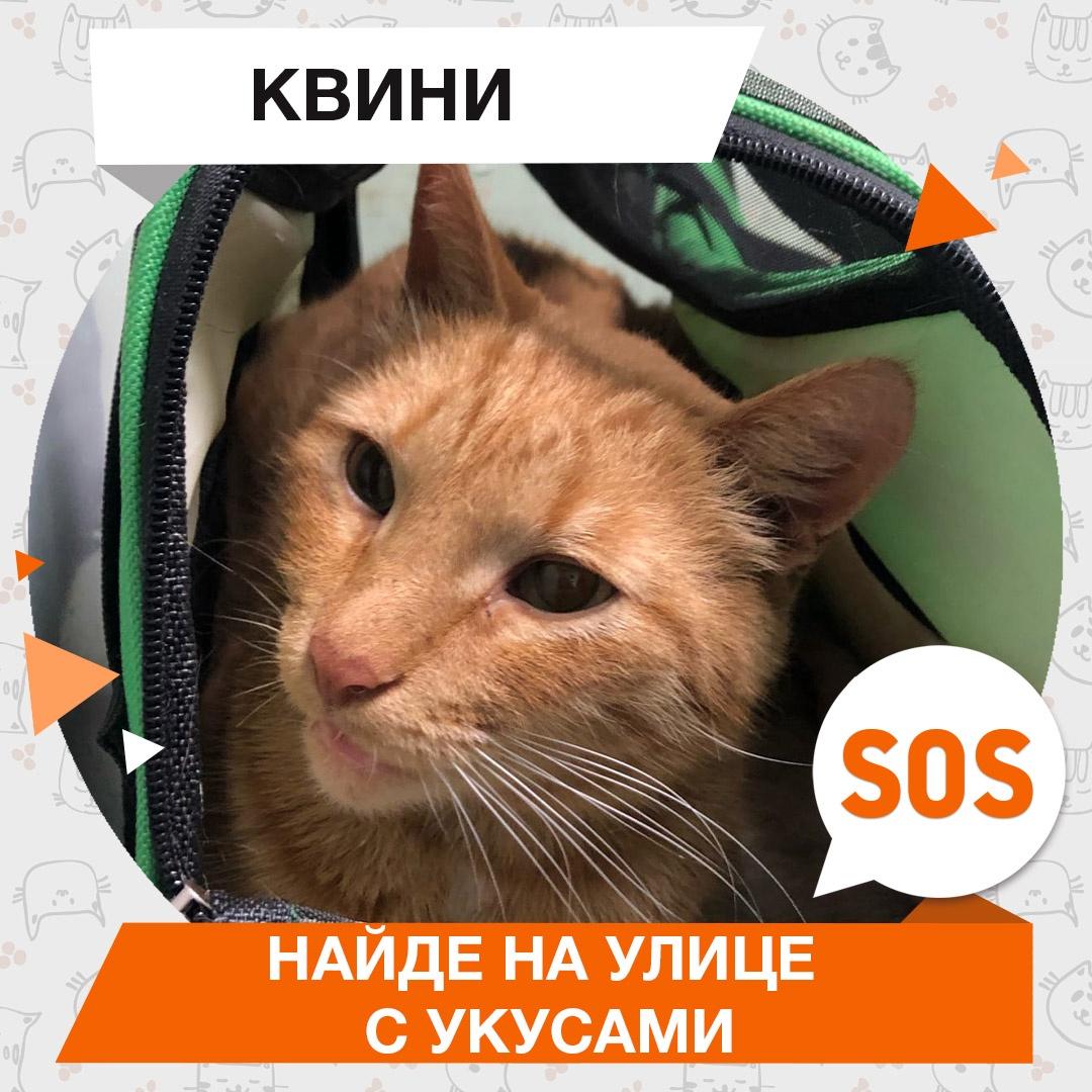 Квини