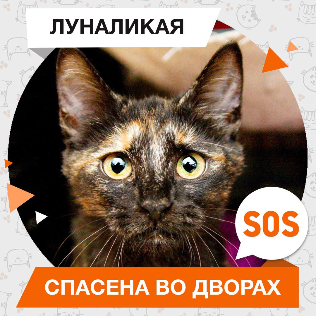Луналикая