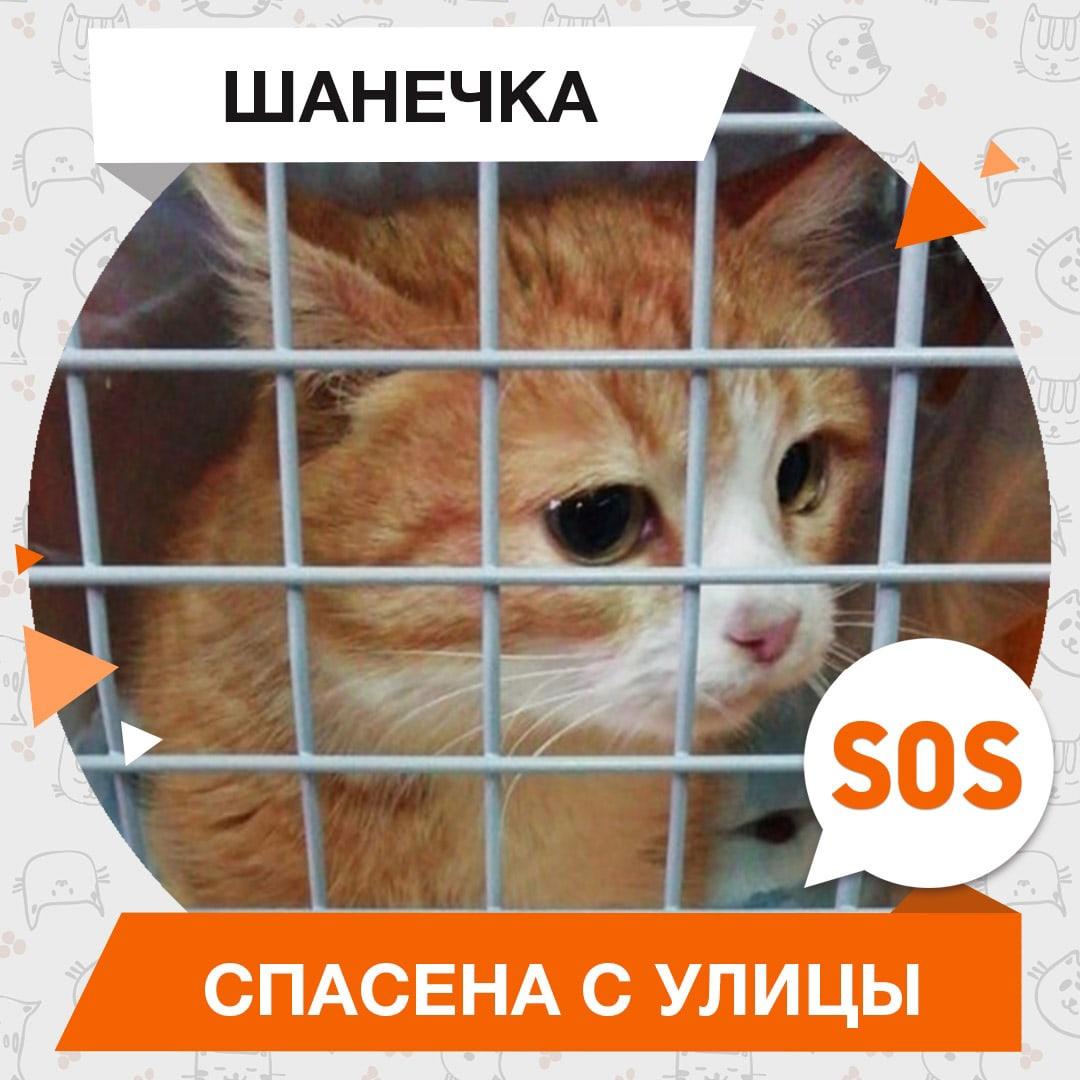 Шанечка