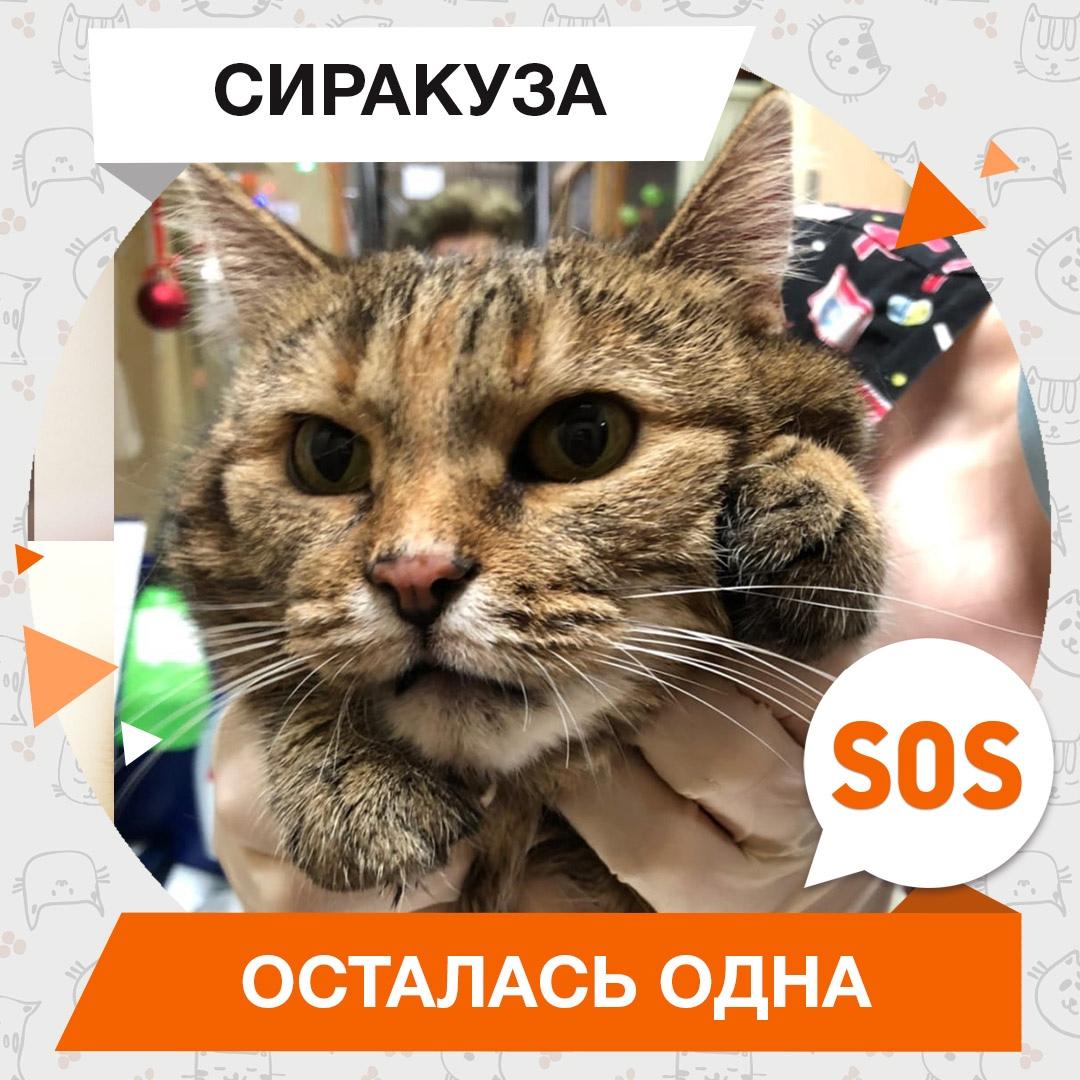 Сиракуза