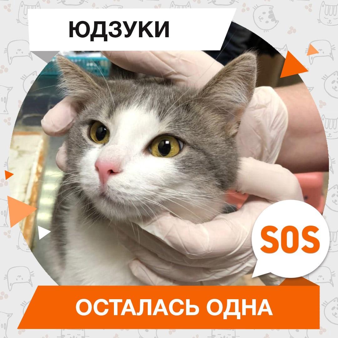 Юдзуки