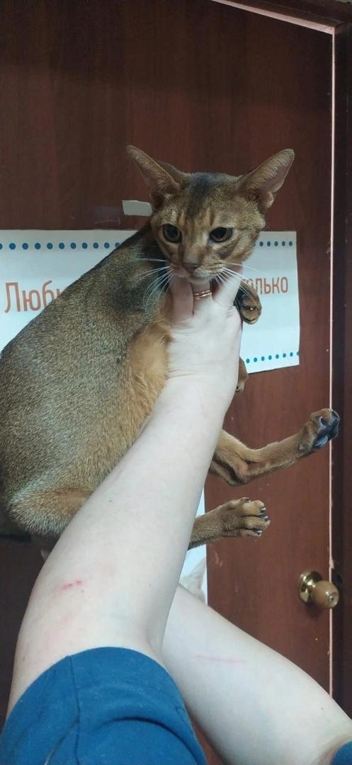 Буравчик