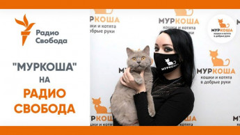 Комментарий "Муркоши" на портале Радио Свобода