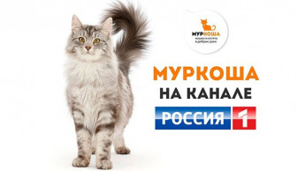 "Муркоша" в сюжете программы "Утро России"
