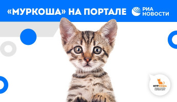 О самых беззащитных жителях Мариуполя и участии "Муркоши" в их судьбе