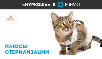 "МУРКОША" на портале РИАМО