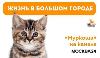 "Муркоша" в сюжете ТК "Москва 24"