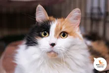 Клера 