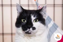 Клякса