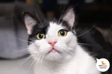 Клаудия