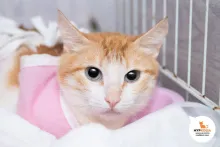 Концепция