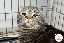 Историк