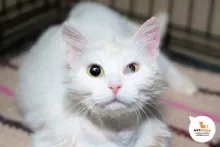 Карро