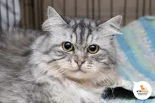Элицея