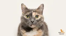 Космея 