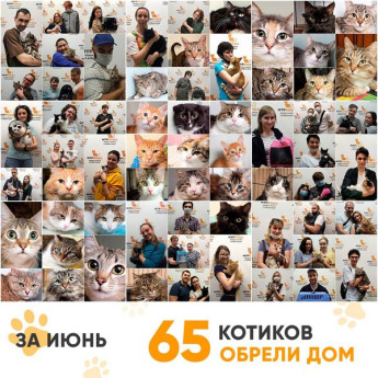 Итоги работы Adoption центра за июнь 2020