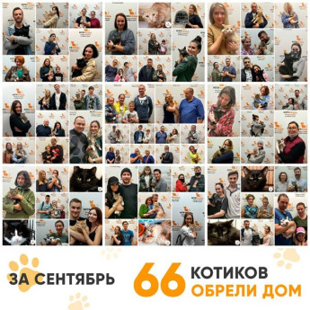 Итоги работы Adoption центра за сентябрь 2020