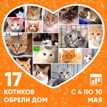 Итоги работы приюта с 4 по 10 мая